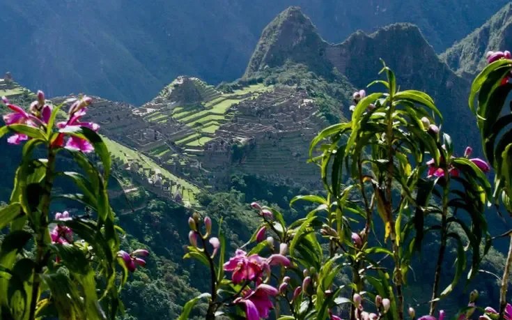 Flora en Machu Picchu