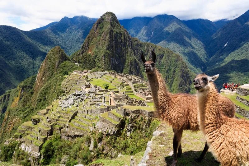 Llamas en Machu Picchu