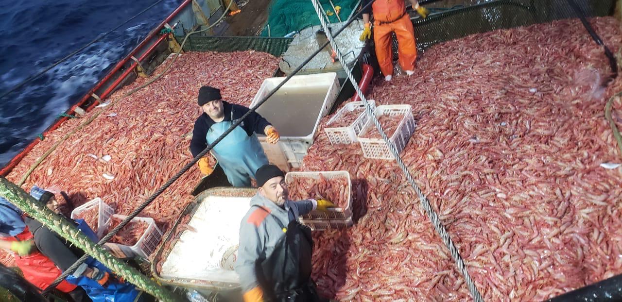 noticiaspuertosantacruz.com.ar - Imagen extraida de: https://pescare.com.ar/quedo-abierta-oficialmente-la-temporada-2024-de-langostino-en-aguas-nacionales-dentro-de-la-zvpjm/