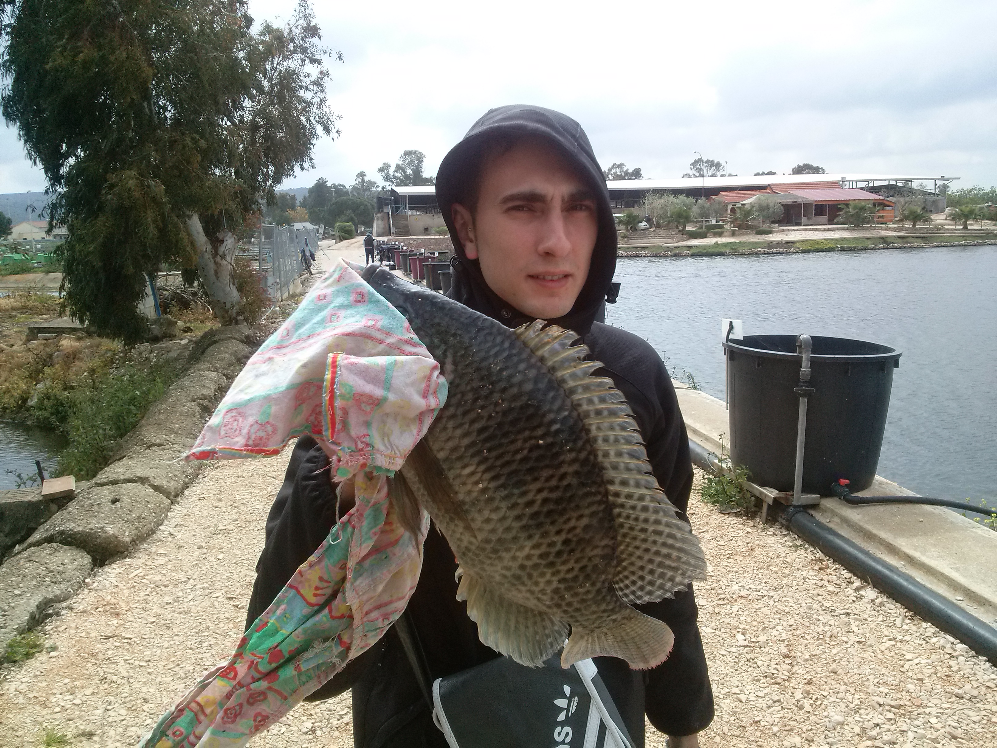 etilapia