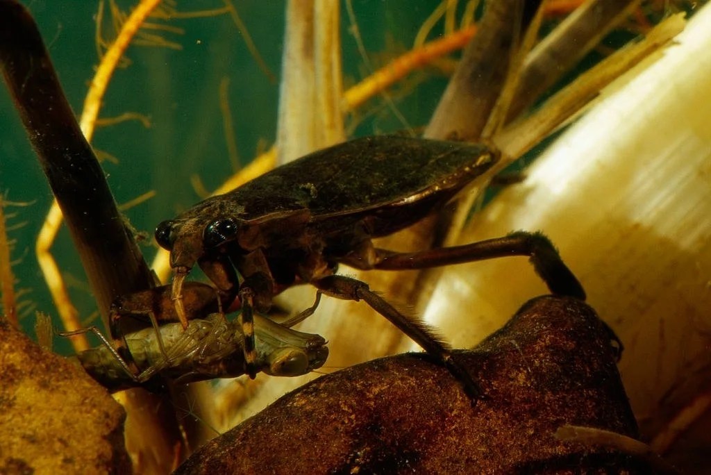 Water Bug Vs Cockroach Differences Exposed Pestclue