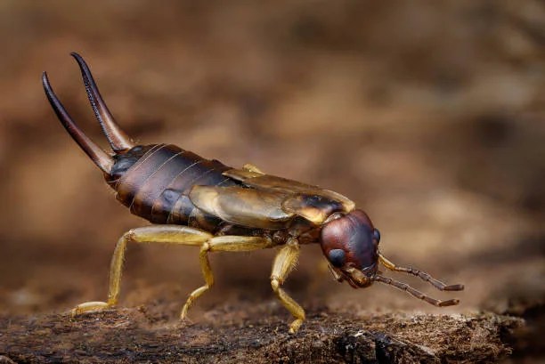Bugs That Look Like Earwigs | Pestclue