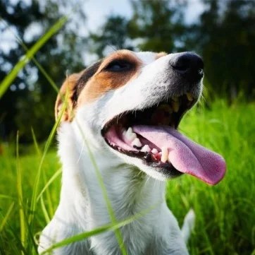 View of What Is Dog Hyperventilation? | Pestclue