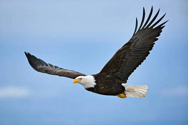 Do Bald Eagles Eat Ducks? | Pestclue