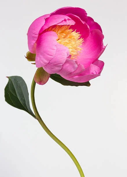 Flowers that Start With P