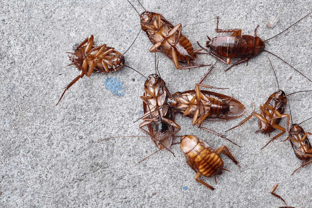 Cockroach Control Forney