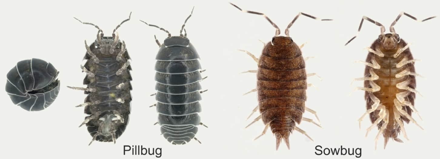 How to get rid of pill bugs: diy roly poly control guide