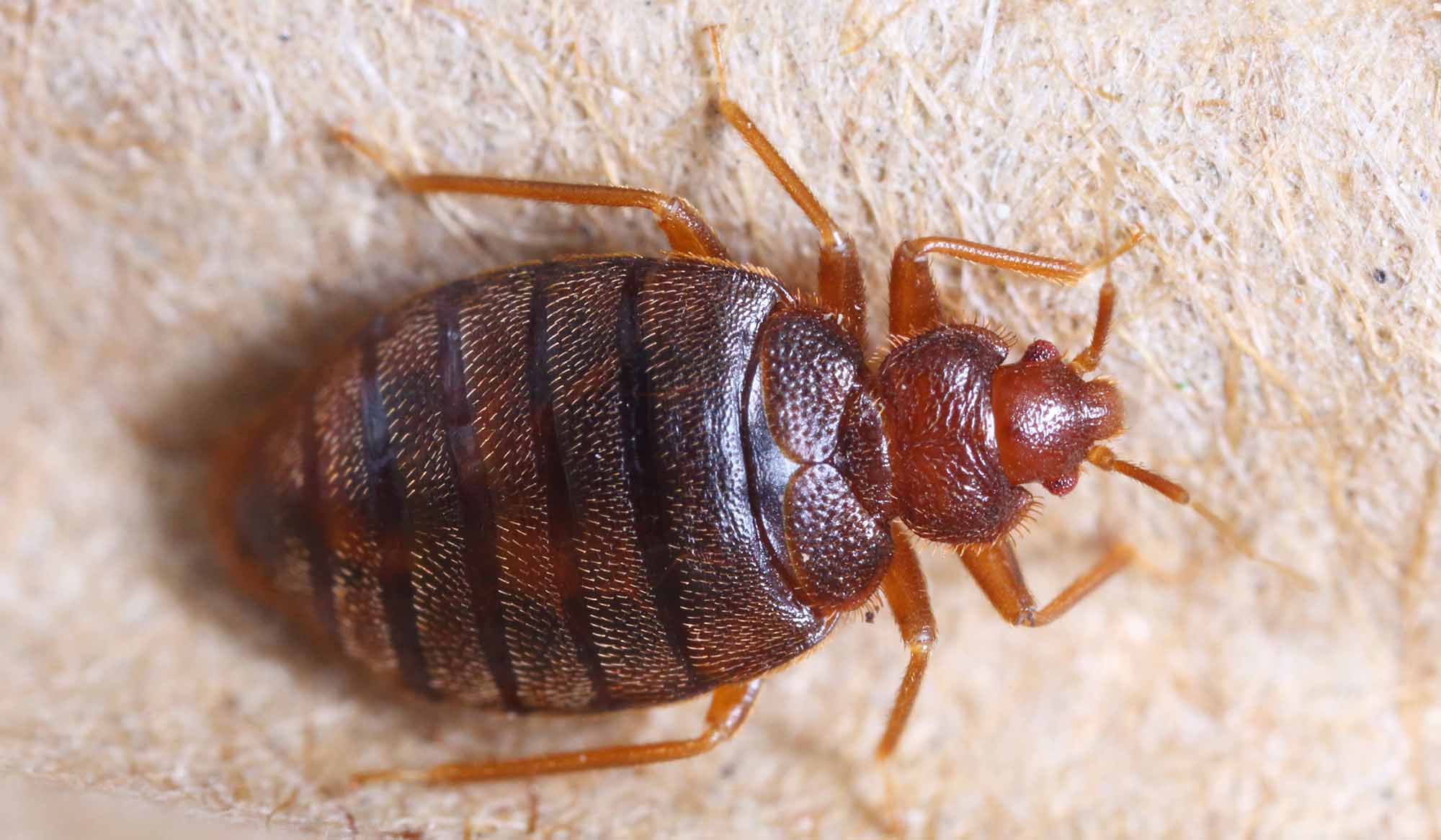 What is the hardest pest to get rid of?