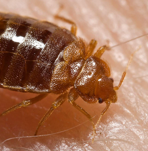Best bed bug exterminator near me in las vegas, nv ; Bed Bugs Exterminator Pest Control