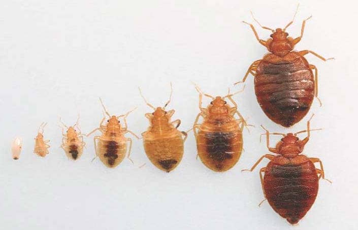 But at nighttime, the carbon dioxide we exhale often tempts them out of their hiding spots. 11 Bed Bugs Facts You Need to Know to Defeat Them - Pest Hacks