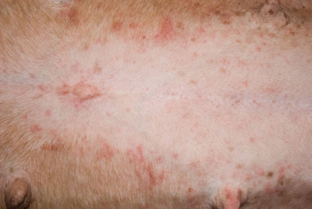 pic Fleas On Dogs Belly flea bites on dogs what they look like