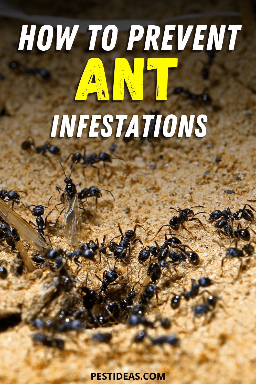 20+ ant infestation in apartment trends