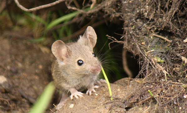 Mice are agile little creatures. Can Mice Climb Walls? - Pestkilled