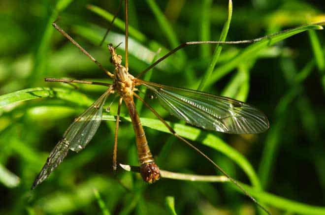 Here are some facts, tips, and products to help keep mosquitoes away from your backyard and other outdoor spaces. 8 Bugs That Look Like Mosquitoes - Pestkilled