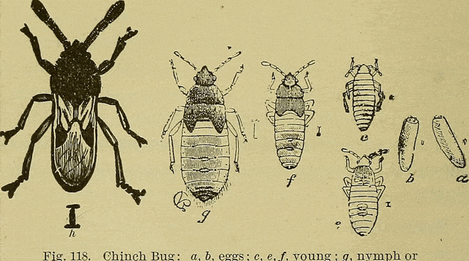 Even so, across age groups, many americans struggle to get their recommended amount of. How to Get Rid of Chinch Bugs Naturally