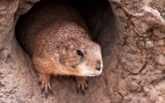 Techygran is a vegan who looks for kind but p. Get Rid of Gophers & Moles Without Killing Them: Humanely 2021 | Pestnile