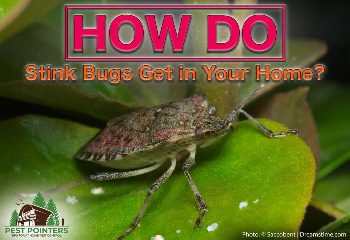 What attracts stink bugs into your house
