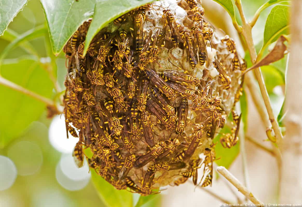 Here are a few ways to vanish those pesky problems with a some easy and natural remedies. 8 Scents That Wasps Hate (and How to Use Them) â Pest