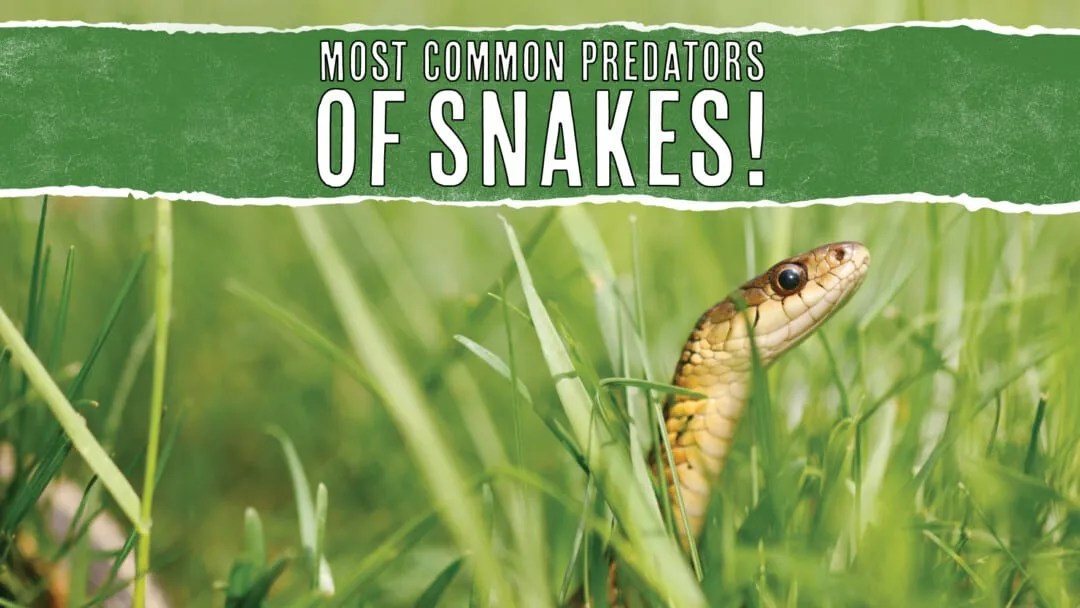 10 animal predators that eat snakes