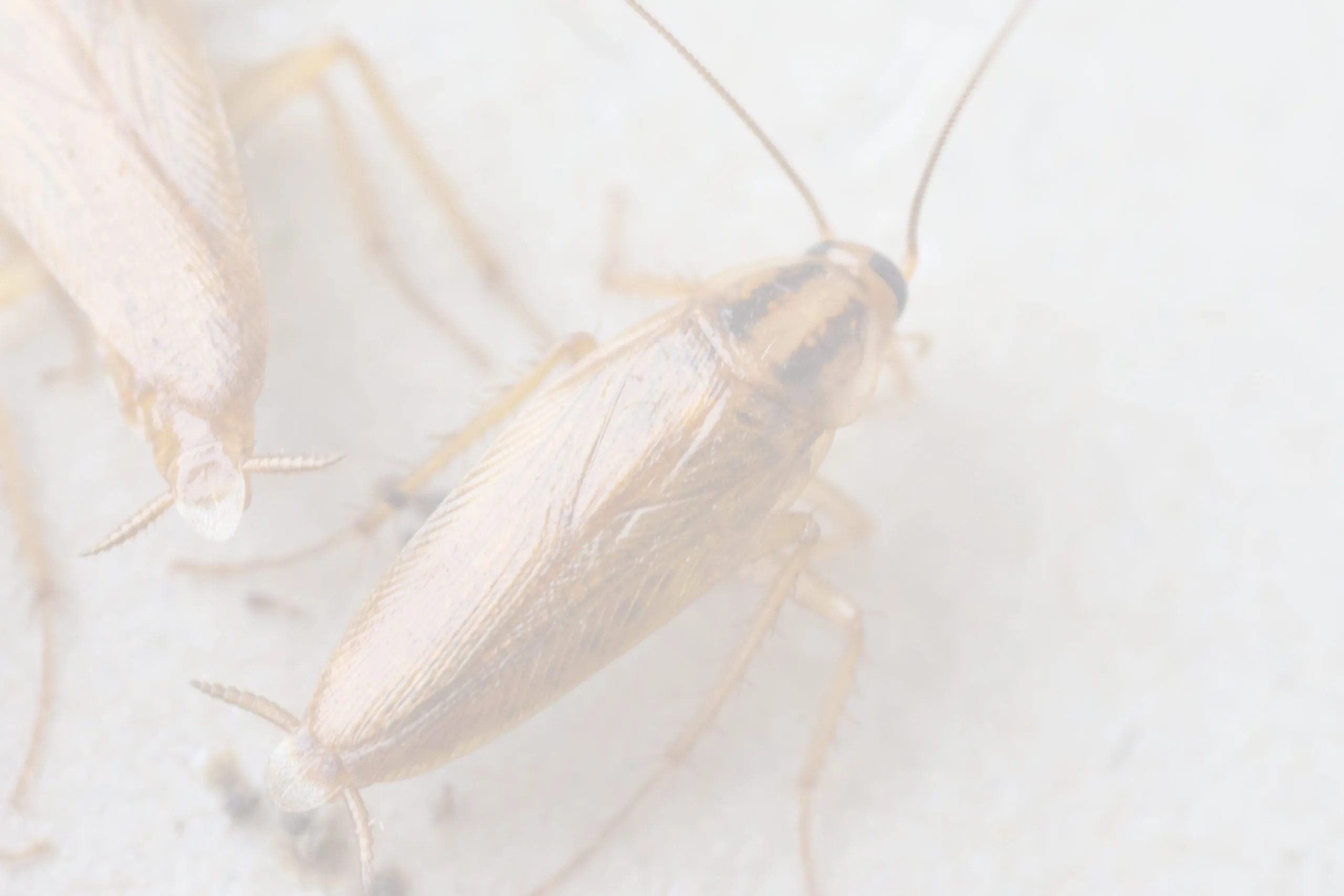 Common Pests Farmington NM Pest Control of Common NM Pests