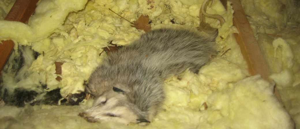 Lots of hiding places under a house. Do It Yourself How To Find And Remove A Dead Animal Inside A House