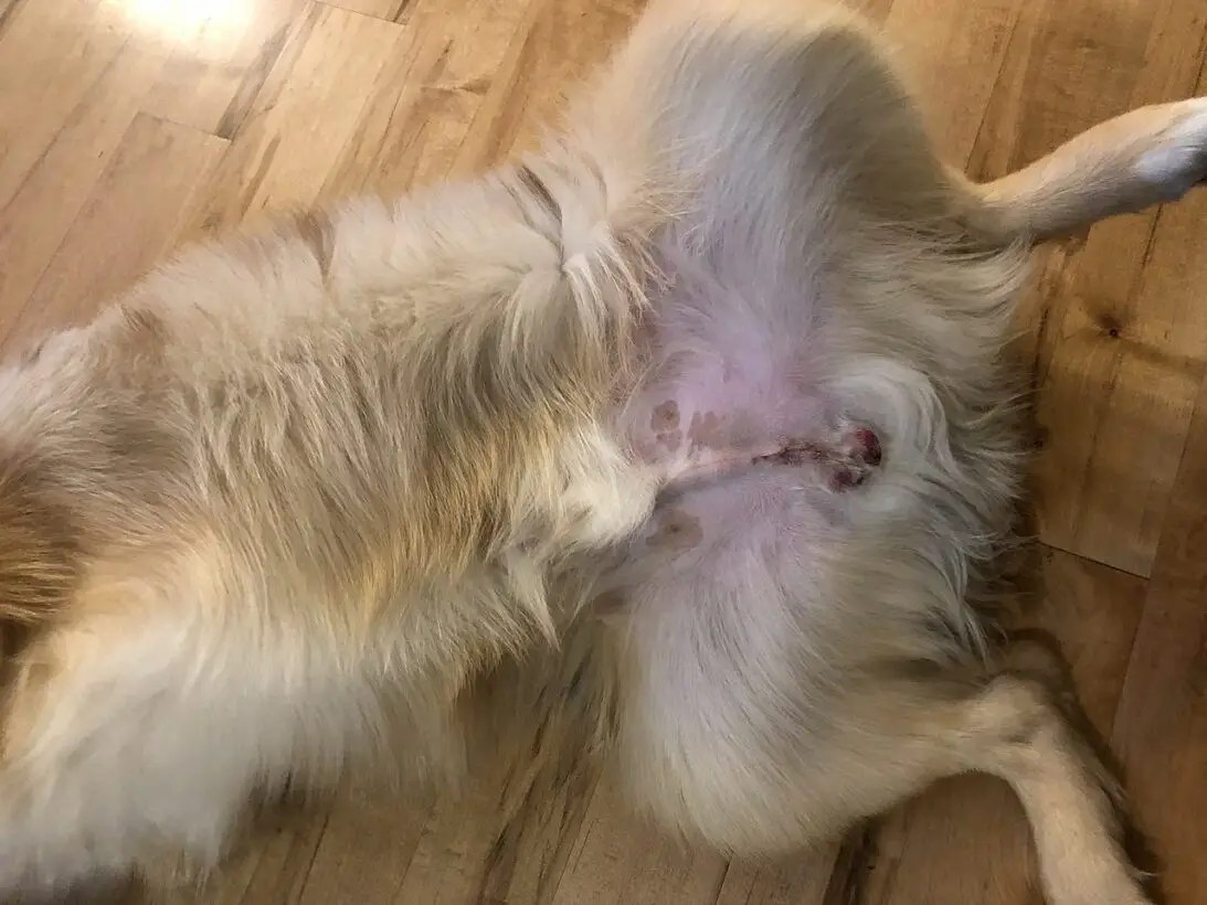Why is my dog spayed while in heat still bleeding? (explained!)