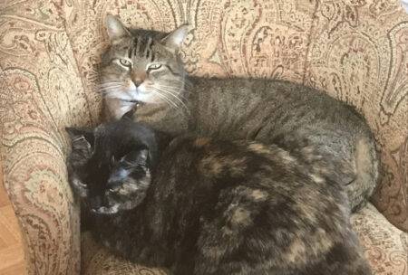 From history and biological anatomy to their behavioral patterns, there's a lot to know about cats. Tortoiseshell Cat Rehoming Adoptable Pet Listings