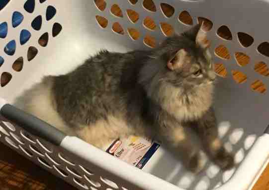 Find the best prices on cat scratching toys at shop better homes & gardens. Maine Coon Kitten For Adoption In Indianapolis Indiana By Owner