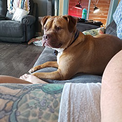 companion pet rescue of middle tennessee in clarksville tennessee on companion pet rescue and transport of west tennessee