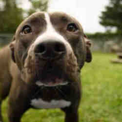 puppies for sale in easton maryland - adoptapetcom on easton maryland craigslist pets