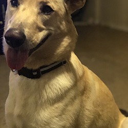 puppies for sale in el paso texas - adoptapetcom on craigslist las cruces el paso pets