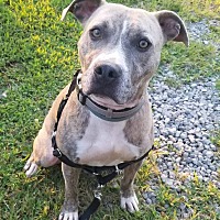 companion pet rescue of middle tennessee in clarksville tennessee on companion pet rescue and transport of west tennessee