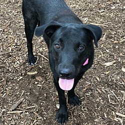 charming pet rescue - tx in boerne texas on charming pet rescue boerne texas