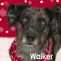 Sedalia animal shelter in sedalia, missouri