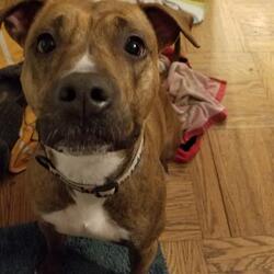 The akc is the recognized and trusted expert in breed, health and training information for dogs. American Pit Bull Terrier Puppies For Sale In Louisville Kentucky Adoptapet Com