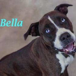 Sedalia animal shelter in sedalia, missouri