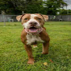 puppies for sale in easton maryland - adoptapetcom on easton maryland craigslist pets