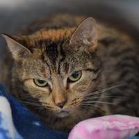 Vermilion county animal shelter in danville, illinois