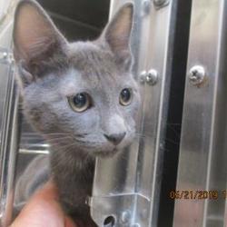 North richland hills animal shelter