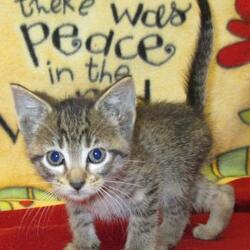 indiana craigslist pets on richmond indiana craigslist pets