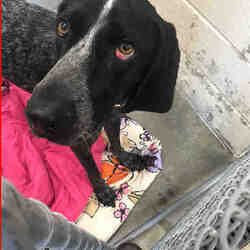 puppies for sale in easton maryland - adoptapetcom on easton maryland craigslist pets