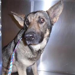 Riverside county animal control