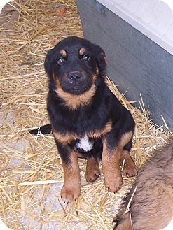 Here's what you need to know about the process of adopting from a shelter from. Chewelah Wa Rottweiler Meet Sarge A Pet For Adoption Adoptapet Com