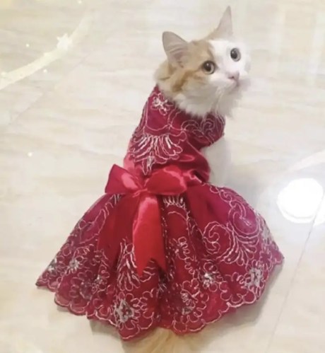 Pet Accessory Cat