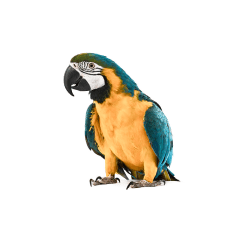 Birds