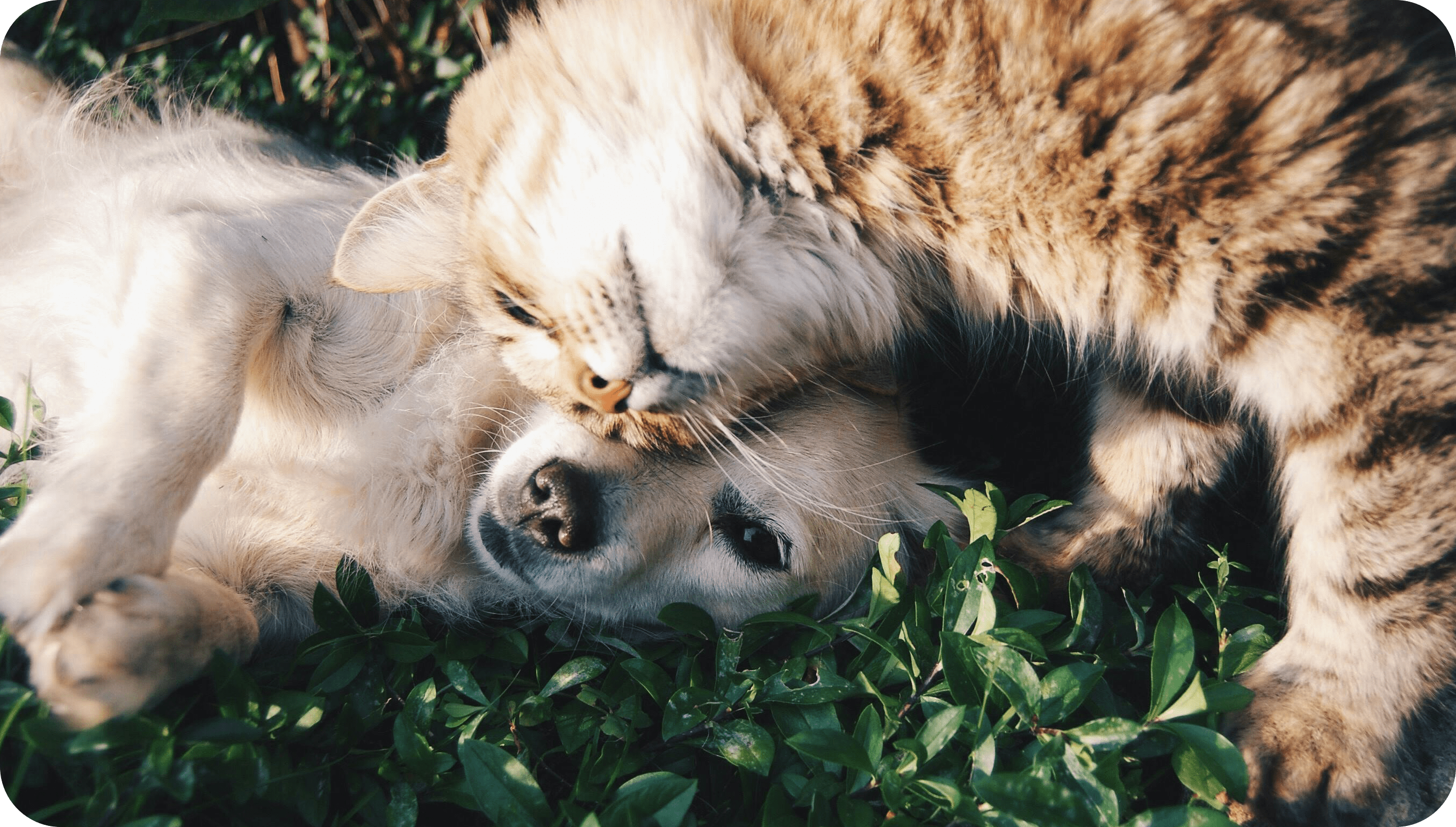 Pet-Accessory-Supporting-Communities