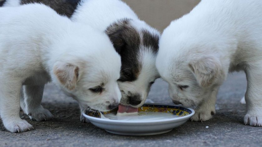 Can Dogs Have Milk?