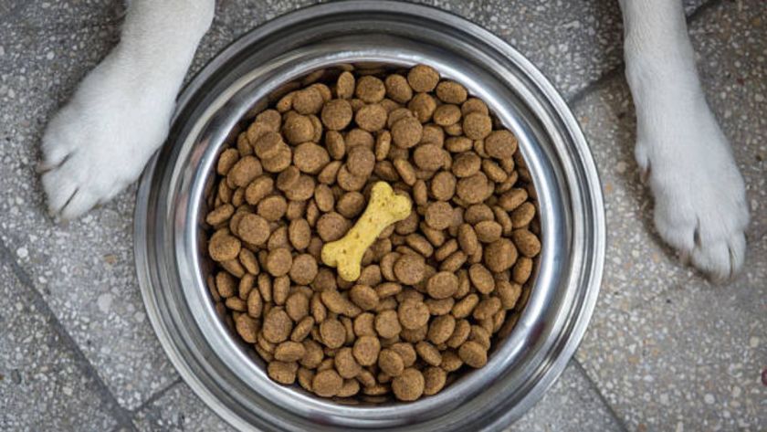 How Urinary Health Dog Food Helps