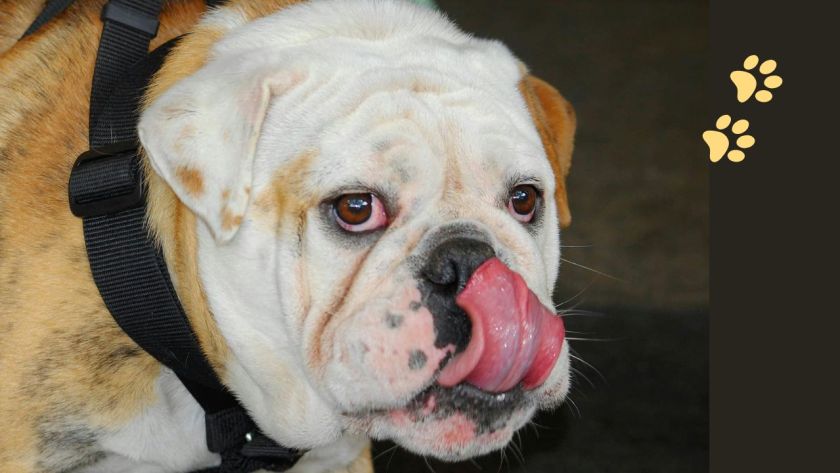 Why Nutrition Matters for Bully Breeds