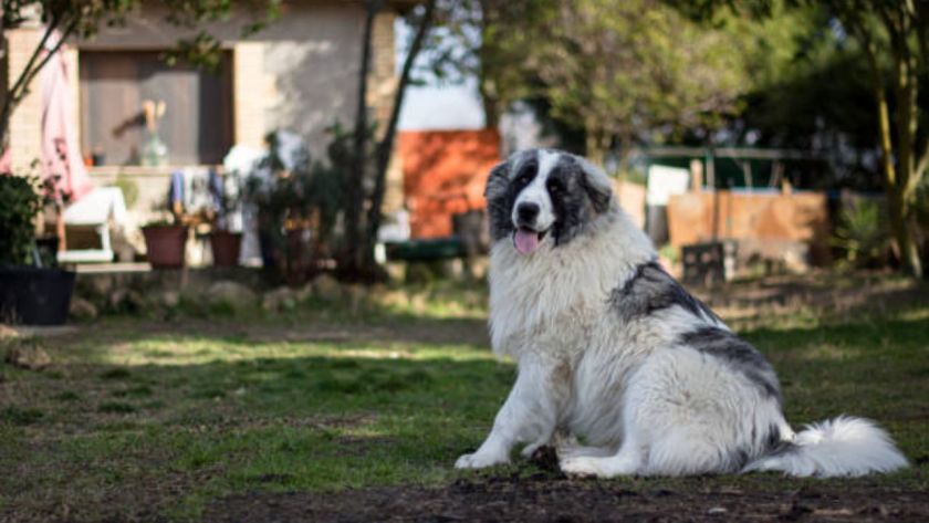 Pyrenean Mastiff Dog Breed